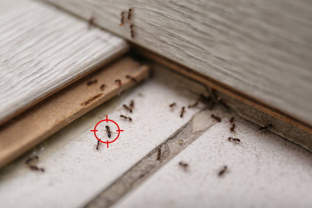 Best Pest Prevention Services  in , WI