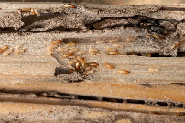 Best Pest Inspection Near Me  in , WI